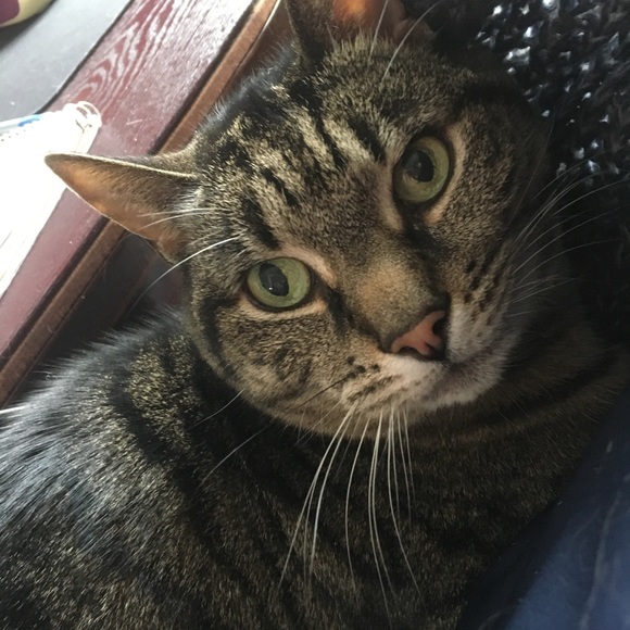 Meet your Posher, Deborah - Picture 3 of 5